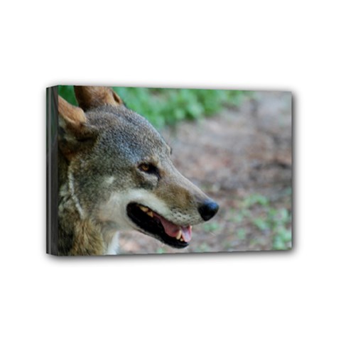 Red Wolf Mini Canvas 6  X 4  (framed) by AnimalLover