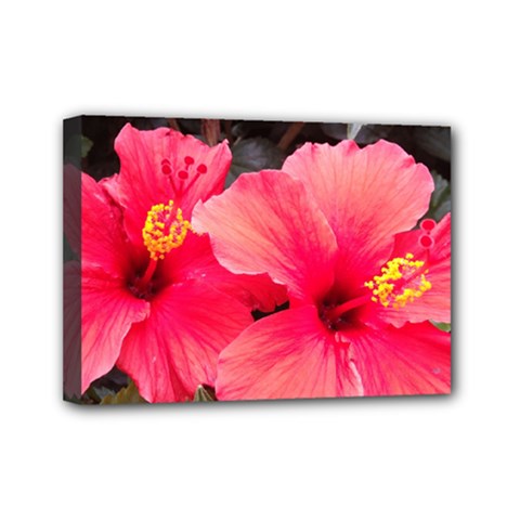 Red Hibiscus Mini Canvas 7  X 5  (framed)