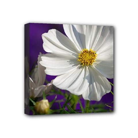 Cosmea   Mini Canvas 4  X 4  (framed) by Siebenhuehner