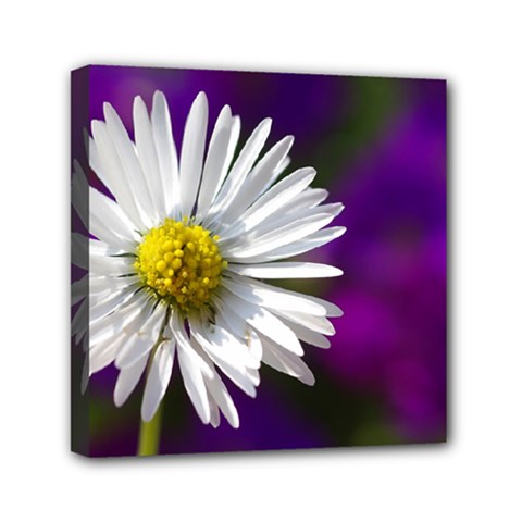 Daisy Mini Canvas 6  X 6  (framed) by Siebenhuehner