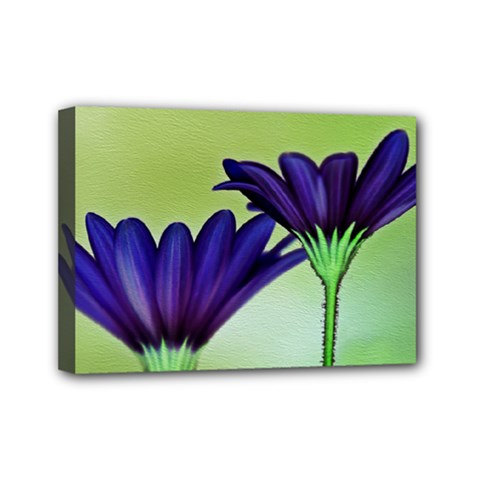 Osterspermum Mini Canvas 7  X 5  (framed) by Siebenhuehner