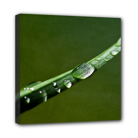 Grass Drops Mini Canvas 8  X 8  (framed)