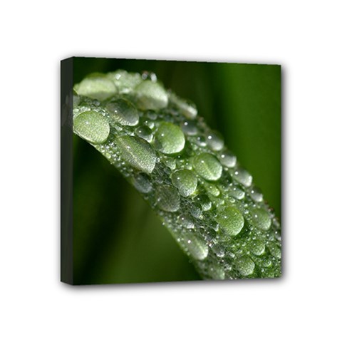 Grass Drops Mini Canvas 4  X 4  (framed)