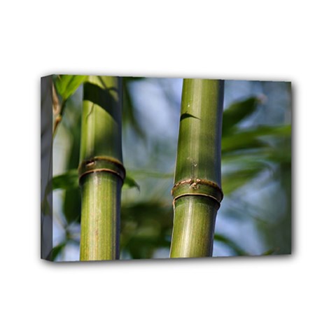 Bamboo Mini Canvas 7  X 5  (framed) by Siebenhuehner