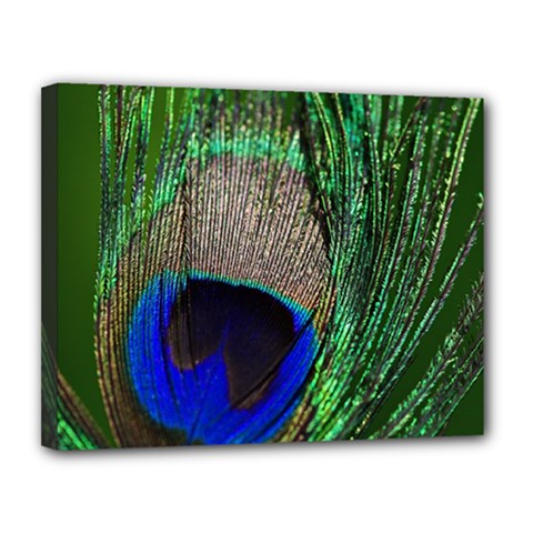 Peacock Canvas 14  X 11  (framed) by Siebenhuehner