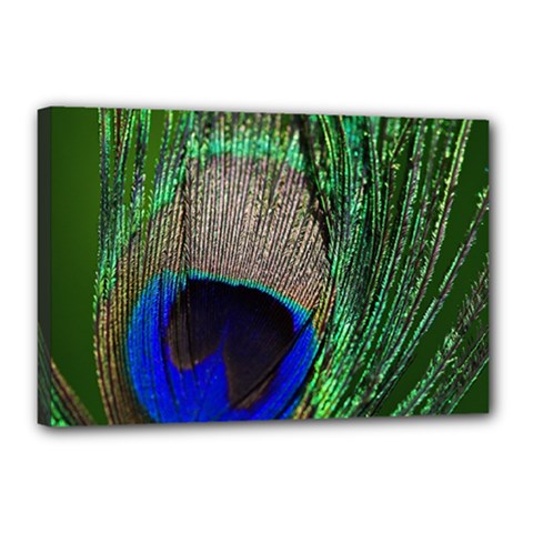 Peacock Canvas 18  X 12  (framed) by Siebenhuehner