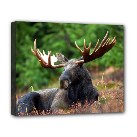 Majestic Moose Deluxe Canvas 20  X 16  (framed) by StuffOrSomething