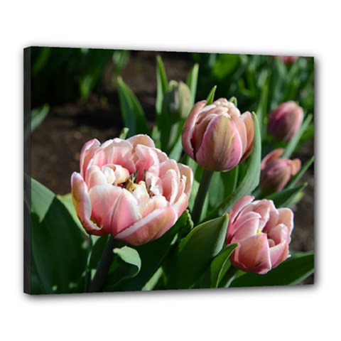 Tulips Canvas 20  X 16  (framed)
