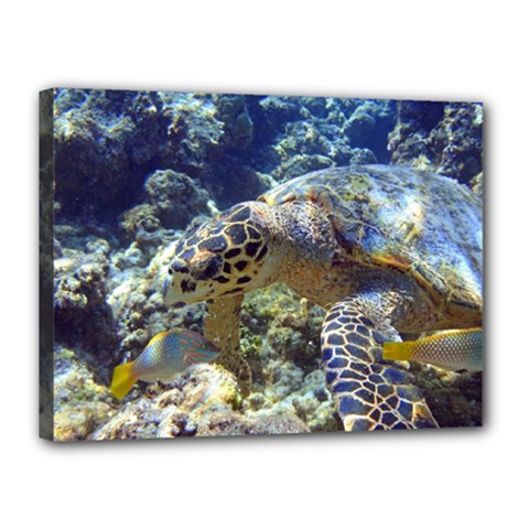 Sea Turtle Canvas 16  X 12  by trendistuff