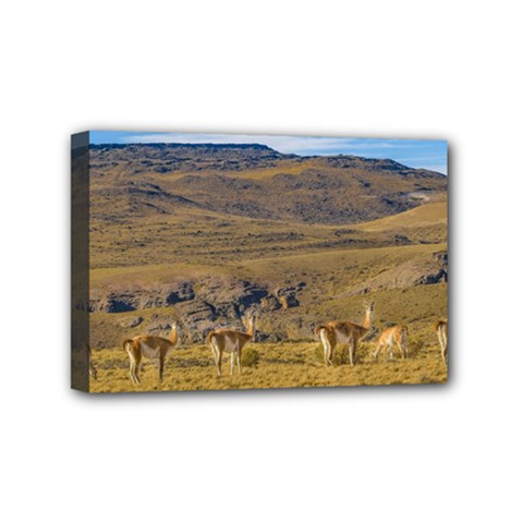Group Of Vicunas At Patagonian Landscape, Argentina Mini Canvas 6  X 4  by dflcprints