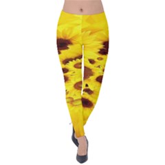 Beautiful Sunflowers Velvet Leggings