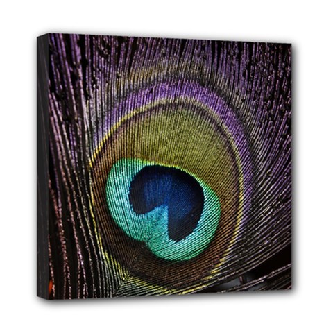 Peacock Feather Mini Canvas 8  X 8  by BangZart