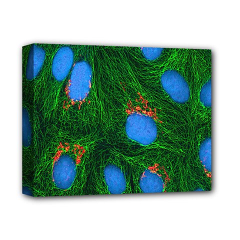 Fluorescence Microscopy Green Blue Deluxe Canvas 14  X 11 