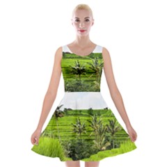 Bali Rice Terraces Landscape Rice Velvet Skater Dress by Nexatart