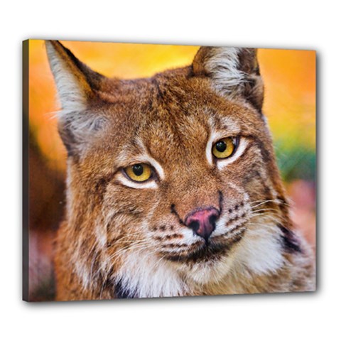 Tiger Beetle Lion Tiger Animals Canvas 24  X 20  by Mariart