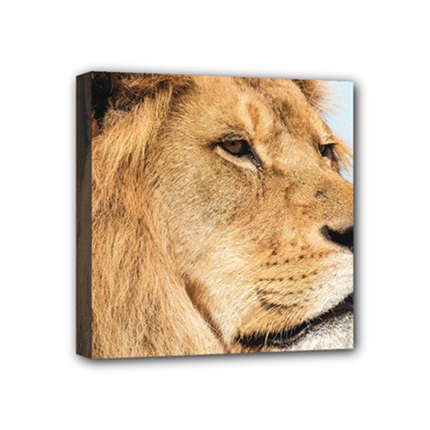 Big Male Lion Looking Right Mini Canvas 4  X 4  by Ucco