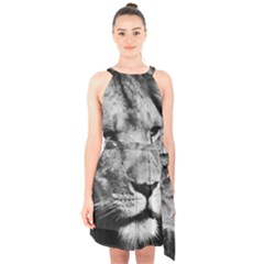 Africa Lion Male Closeup Macro Halter Collar Waist Tie Chiffon Dress by BangZart