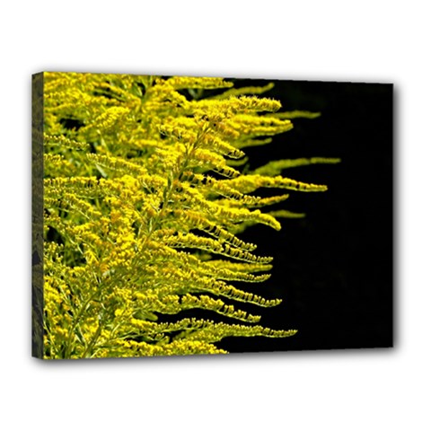 Golden Rod Gold Diamond Canvas 16  X 12  by BangZart