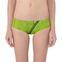 Green Leaf Plant Nature Structure Classic Bikini Bottoms