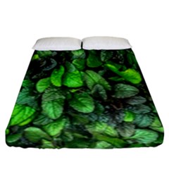 The Leaves Plants Hwalyeob Nature Fitted Sheet (king Size) by Nexatart