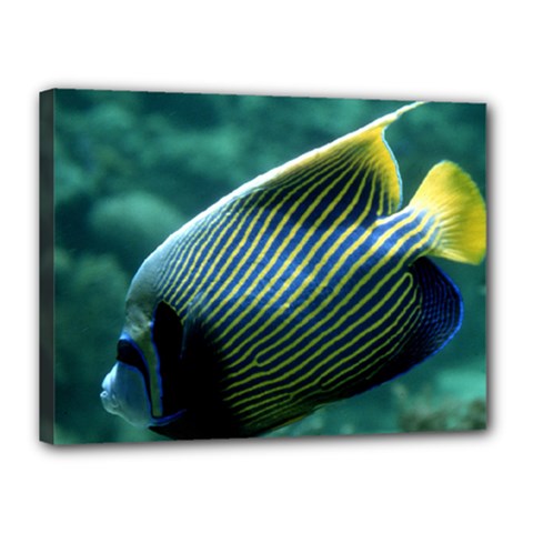 Angelfish 4 Canvas 16  X 12  by trendistuff