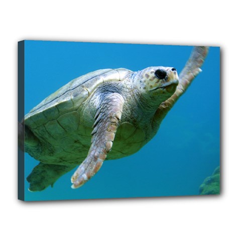 Sea Turtle 2 Canvas 16  X 12  by trendistuff