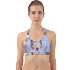 Squirrel Looks At You Back Web Sports Bra by FunnyCow