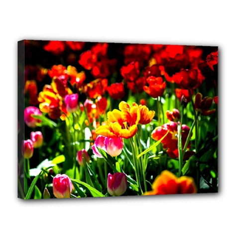Colorful Tulips On A Sunny Day Canvas 16  X 12  by FunnyCow