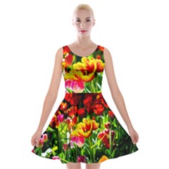 Colorful Tulips On A Sunny Day Velvet Skater Dress by FunnyCow
