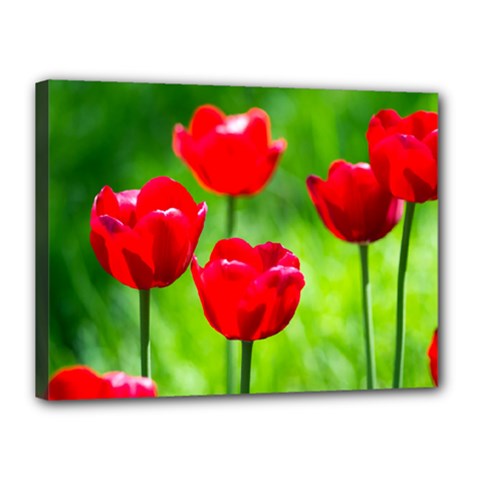 Red Tulip Flowers, Sunny Day Canvas 16  X 12  (stretched) by FunnyCow