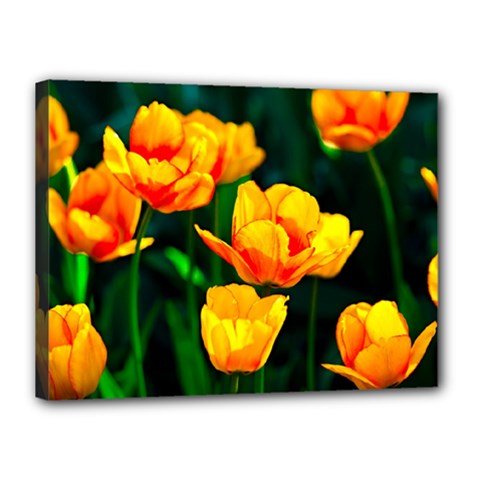 Yellow Orange Tulip Flowers Canvas 16  X 12  (stretched) by FunnyCow