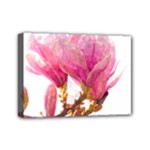Wild Magnolia flower Mini Canvas 7  x 5  (Stretched)