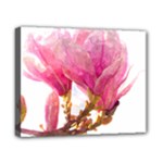 Wild Magnolia flower Canvas 10  x 8  (Stretched)