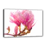 Wild Magnolia flower Canvas 18  x 12  (Stretched)