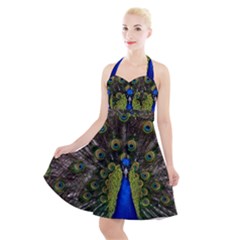 Peacock Bird Plumage Display Full Halter Party Swing Dress  by Wegoenart