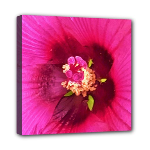 Deep Pink And Crimson Hibiscus Flower Macro Mini Canvas 8  X 8  (stretched) by myrubiogarden
