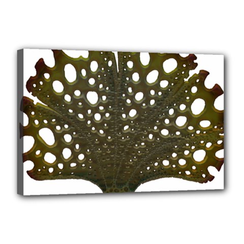 Leaf Tree Canvas 18  X 12  (stretched) by Mariart
