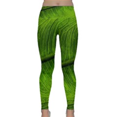 Green Leaf Plant Freshness Color Lightweight Velour Classic Yoga Leggings by Pakrebo