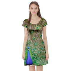 Peacock Color Bird Colorful Short Sleeve Skater Dress