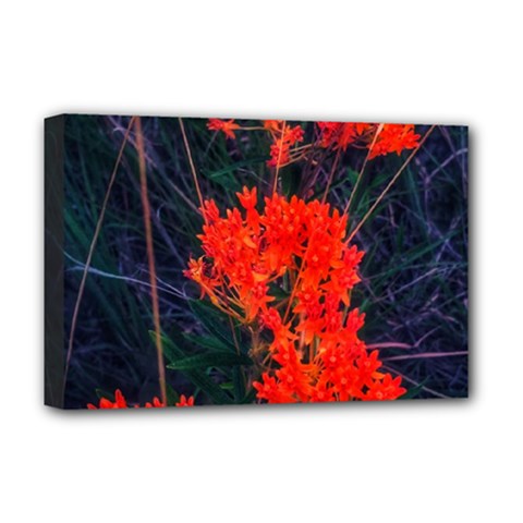 Neon Orange Butterfly Weed Deluxe Canvas 18  X 12  (stretched) by okhismakingart