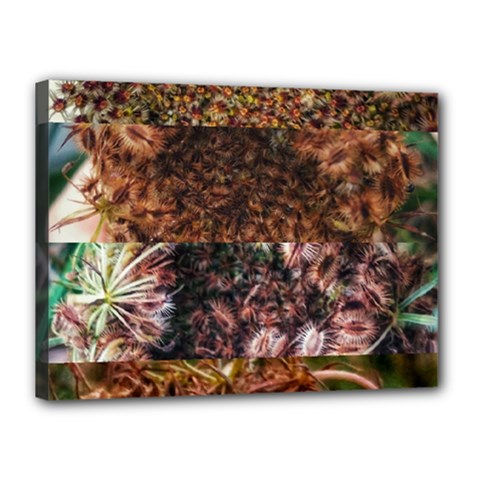 Queen Annes Lace Horizontal Slice Collage Canvas 16  X 12  (stretched) by okhismakingart