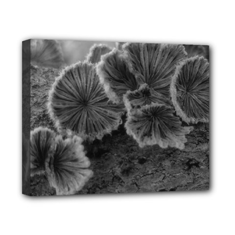 Tree Fungus Black And White Canvas 10  X 8  (stretched) by okhismakingart