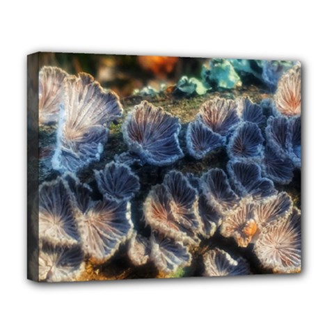 Tree Fungus Branch Deluxe Canvas 20  X 16  (stretched) by okhismakingart