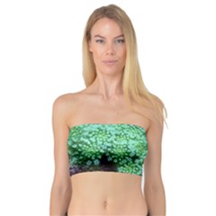 Green Queen Anne s Lace Landscape Bandeau Top by okhismakingart