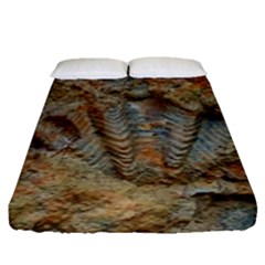 Shell Fossil Fitted Sheet (queen Size)