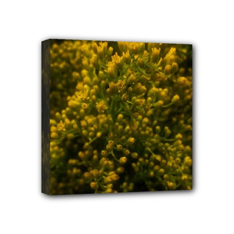 Yellow Goldrenrod Mini Canvas 4  X 4  (stretched) by okhismakingart