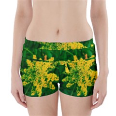 Yellow Sumac Bloom Boyleg Bikini Wrap Bottoms by okhismakingart