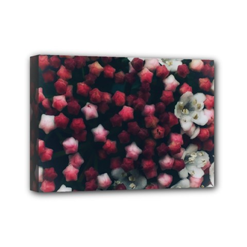 Floral Stars -dark Red Mini Canvas 7  X 5  (stretched)