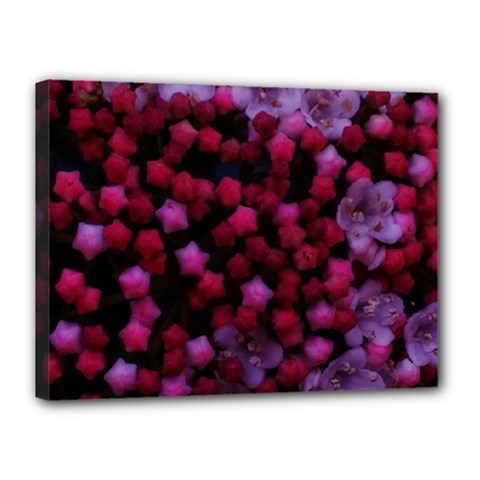 Floral Stars -purple Canvas 16  X 12  (stretched)