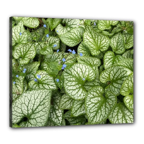 Green And White Leaf Plant Canvas 24  X 20  (stretched) by Pakrebo